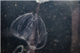05-Comb Jelly