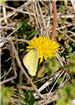 Cloudless Sulfur Butterfly