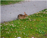 The Eastern Cottontail Rabbit