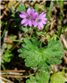Dovefoot Geranium
