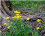 Bulbous Buttercups