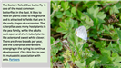 The Eastern Tailed Blue Butterfly