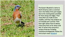 Eastern Bluebird