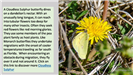 Cloudless Sulfur Butterfly