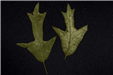 Southern Red Oak Leaves