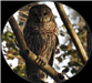 Barred Owl