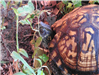 Eastern Box Turtle