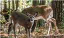 White-tailed Deer