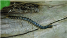 Centipede