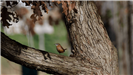 Carolina Wren