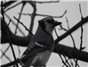 Blue Jay