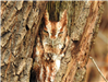 Eastern Screech Owl