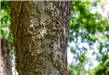 Bark of Hackberry