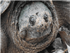 Snapping Turtle