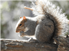 Eastern Grey Squirrel Eating