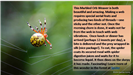 Marbled Orb Weaver