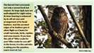 Barred Owl