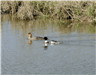 Red-breasted Mergansers