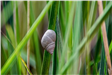 Marsh Periwinkle on Cordgrass