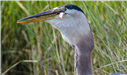 Heron Eating