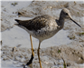 Greater Yellowlegs