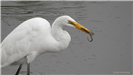 Egret Eating an Eel
