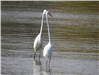 Two Great Egrets