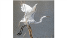 Flying Great Egret