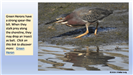 Green Heron
