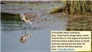Heron Stalking Prey
