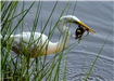 19-Egret and Blue Crab