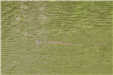 20-Northern Water Snake