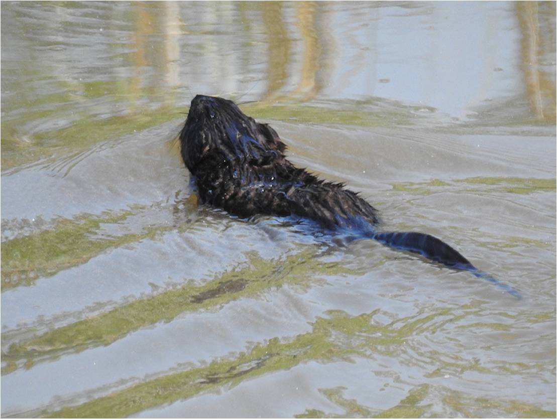 24-Muskrat Swimming
