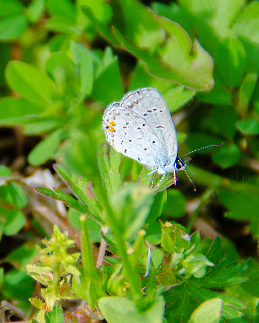 The Eastern Tailed Blue Butterfly