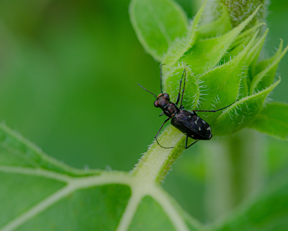 The Tiger Beetle