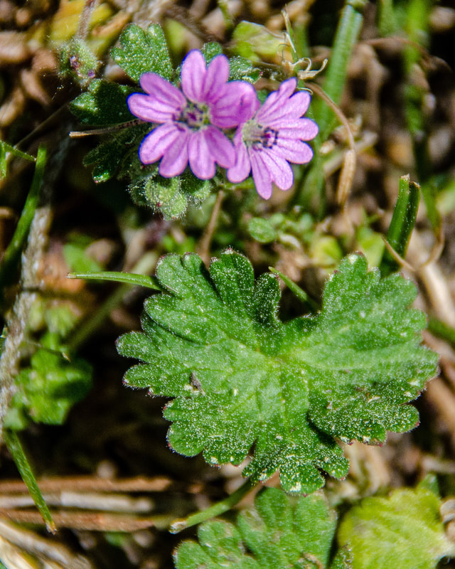 Dovefoot Geranium