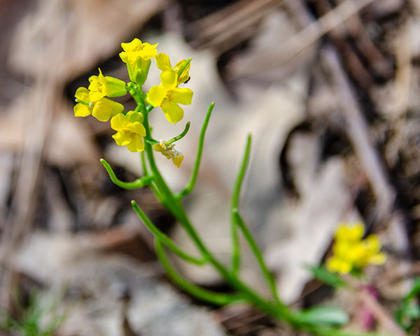 Early Winter Cress
