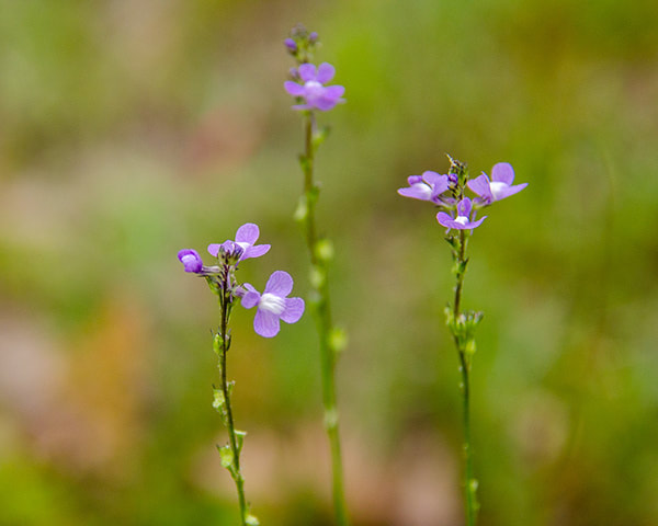 Blue Toadflax