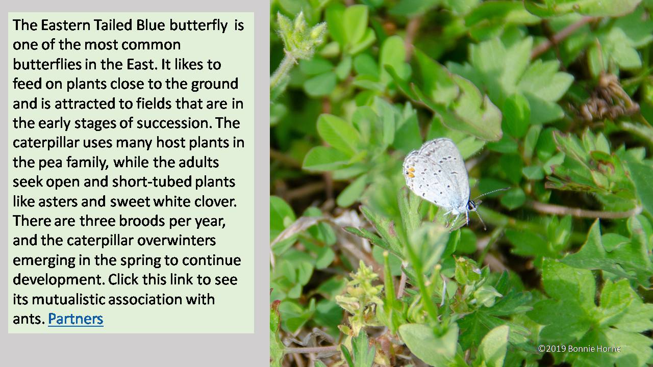 The Eastern Tailed Blue Butterfly