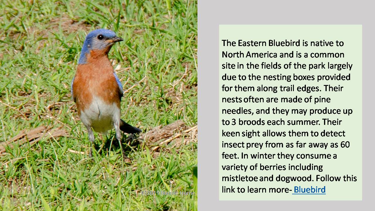 Eastern Bluebird