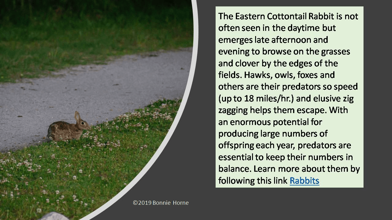 The Eastern Cottontail Rabbit