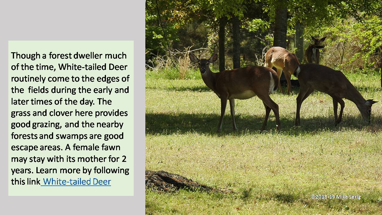 White-tailed Deer