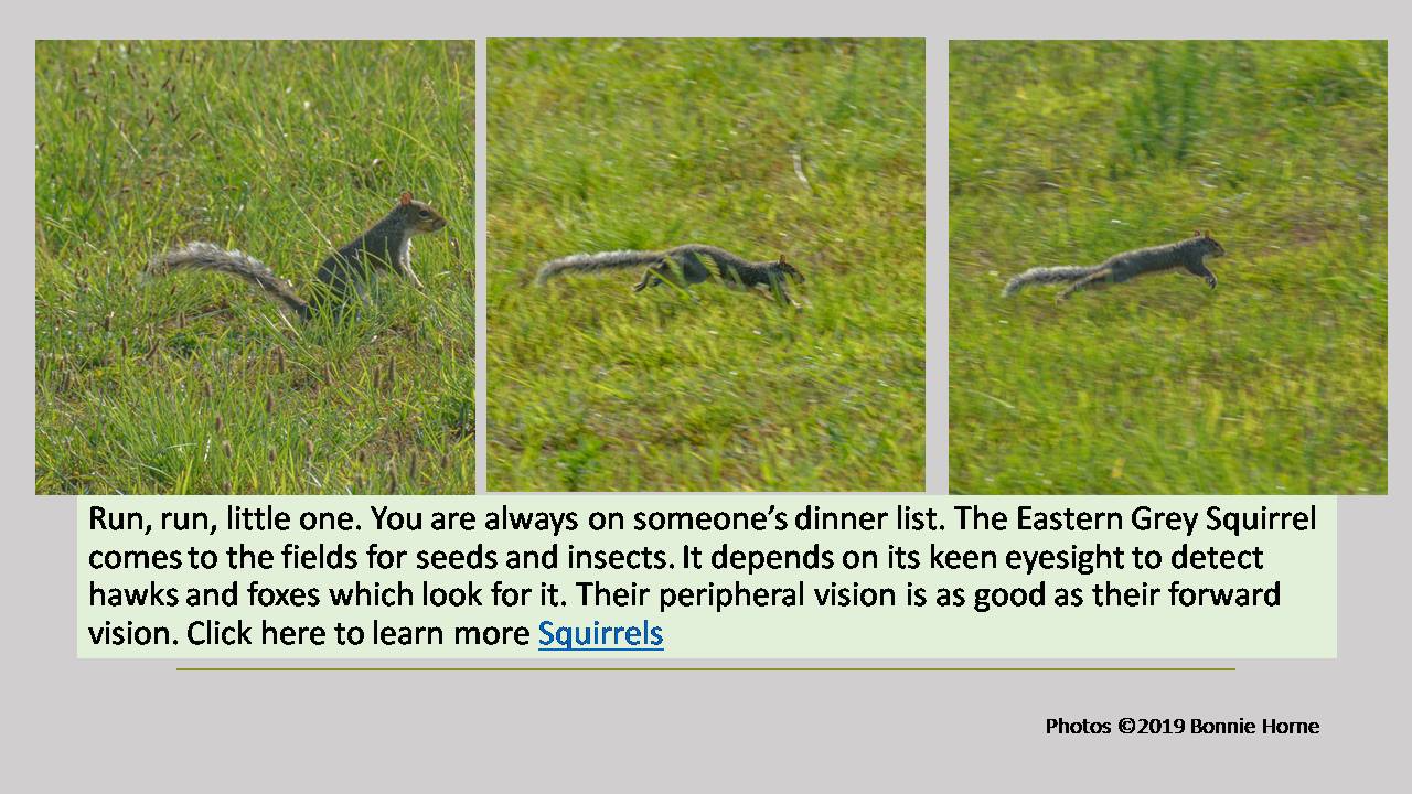 Eastern Grey Squirrel