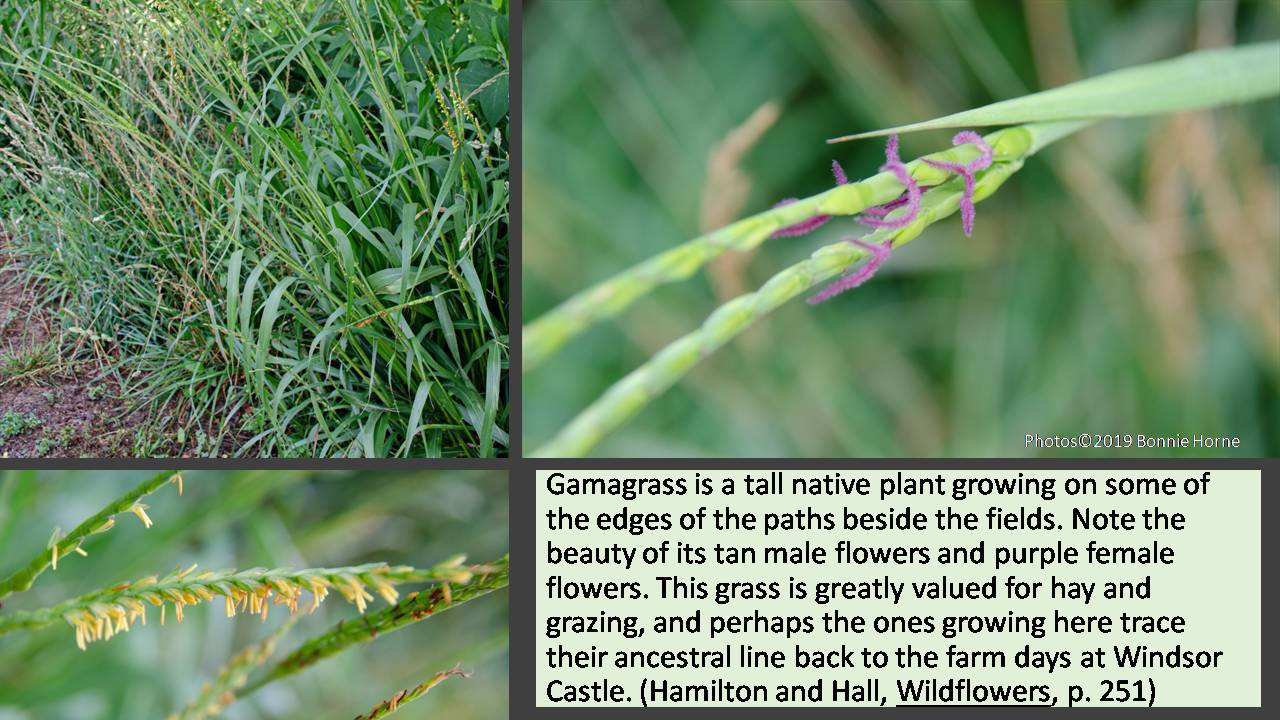 Gammagrass