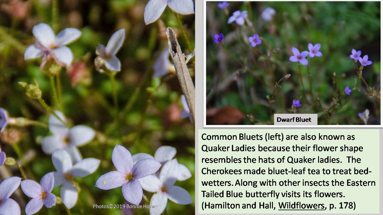 Common Bluets