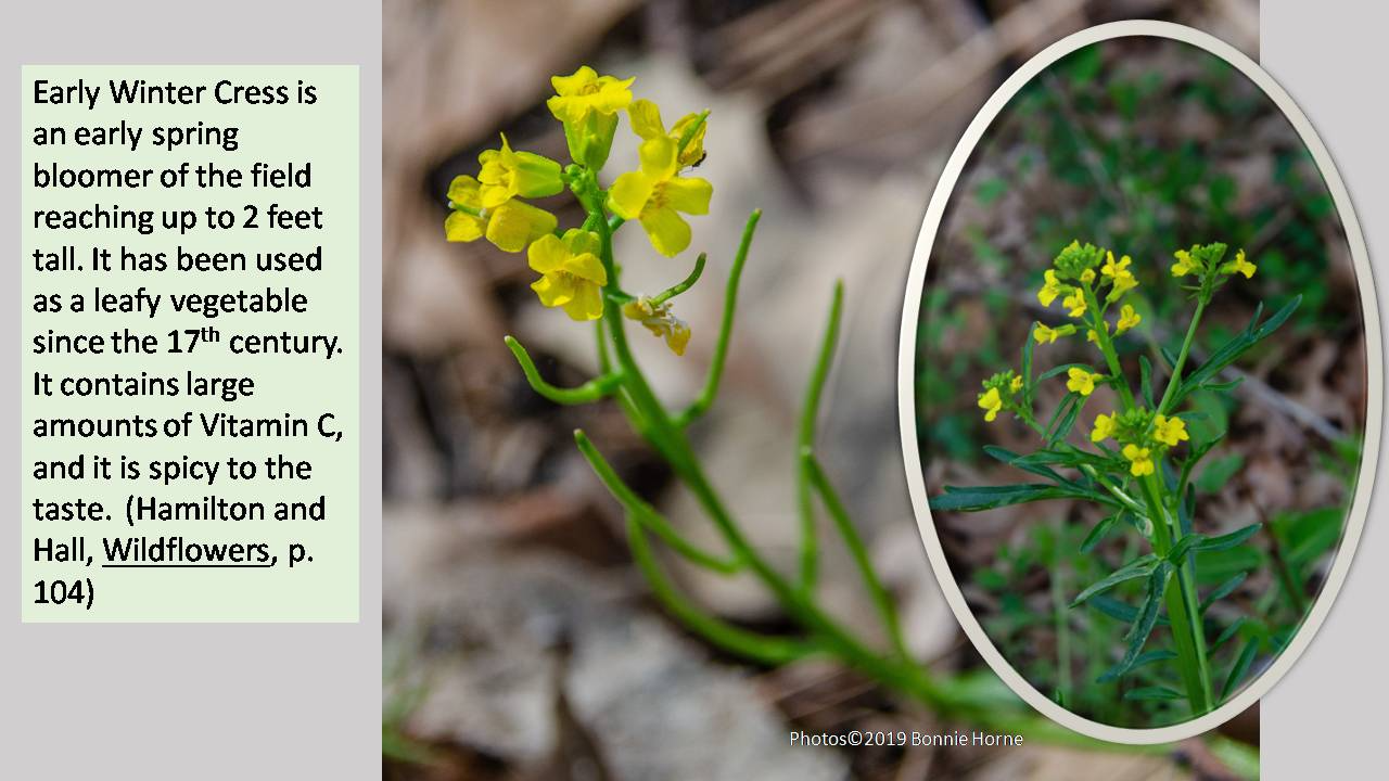 Early Winter Cress