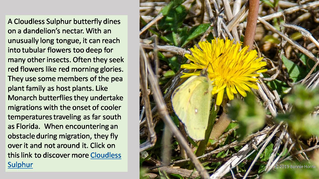 Cloudless Sulfur Butterfly