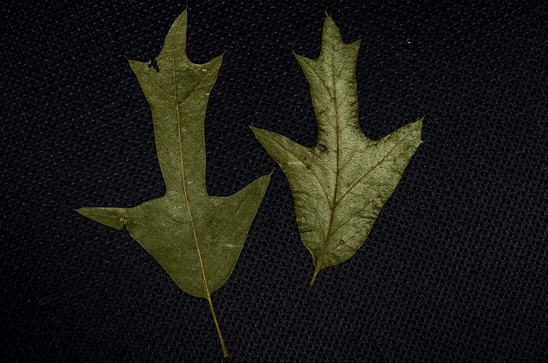 Southern Red Oak Leaves