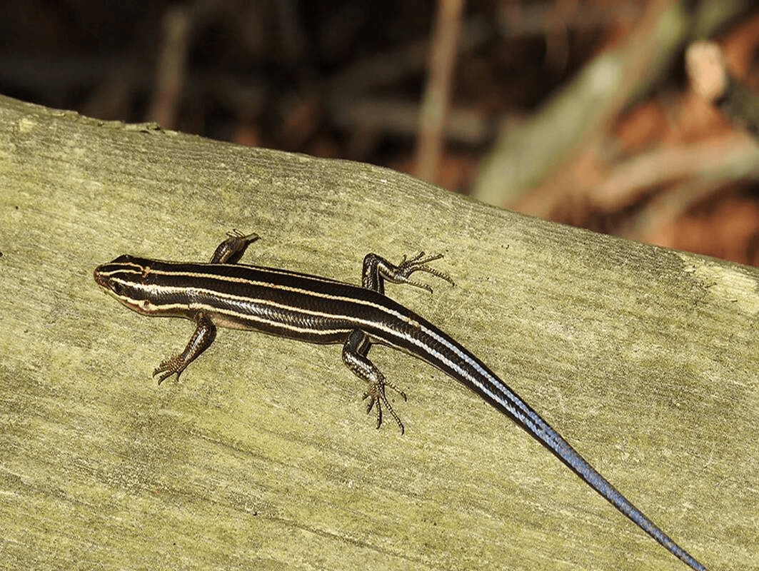Five-lined Skink