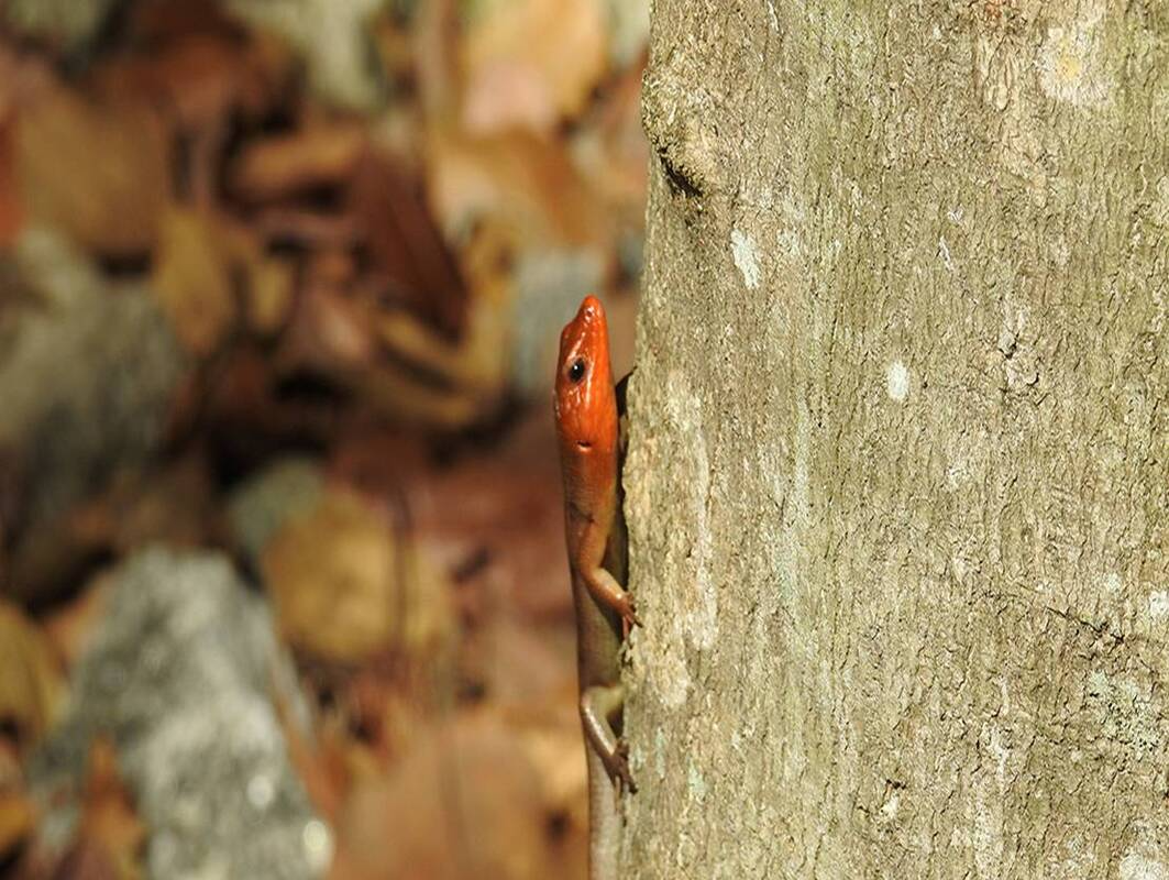 Broad-headed Skink